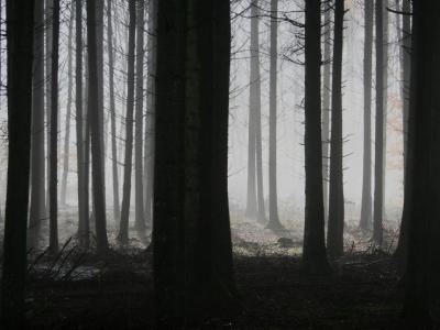 Mørk skov